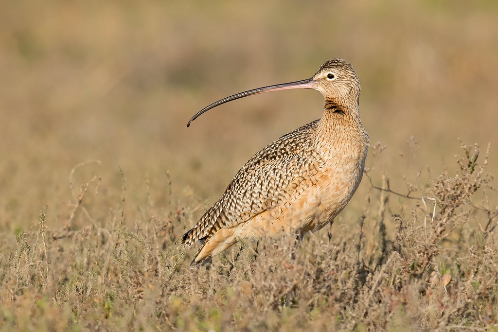 A Long-billed Curlew stands in dry grass, showing its distinctive long, curved beak.