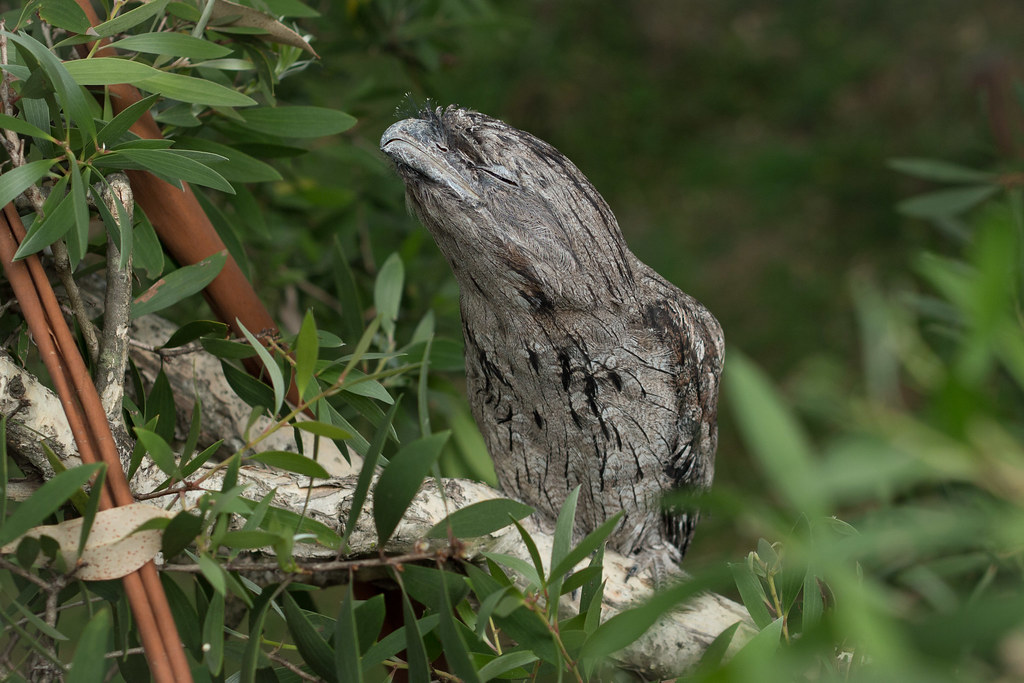 A Tawny Frogmouth, camouflaged with grey and brown plumage, rests on a branch.