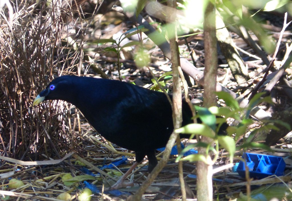 A male Satin Bowerbird with blue eyes and iridescent black plumage stands near blue objects.