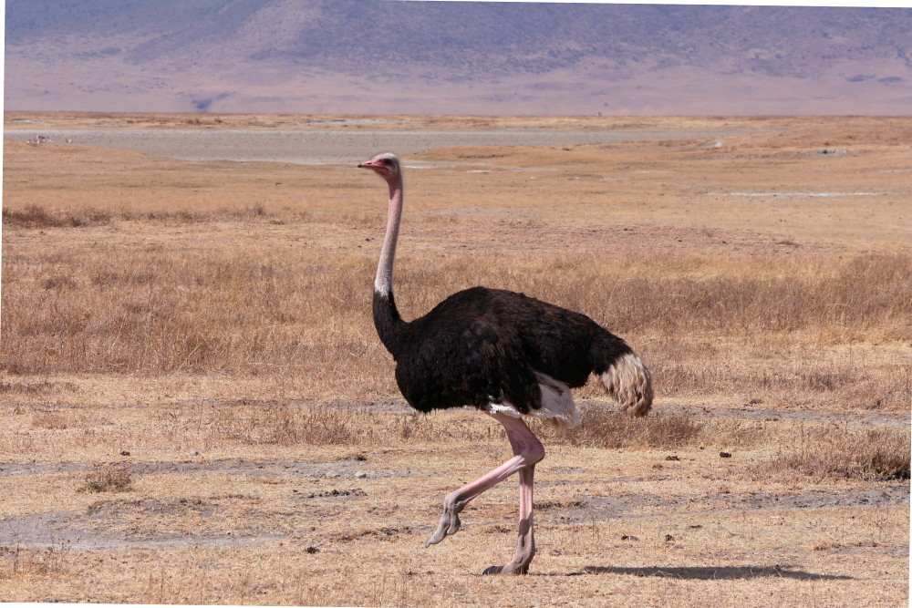 A large ostrich with black and white plumage walks across dry, open ground.