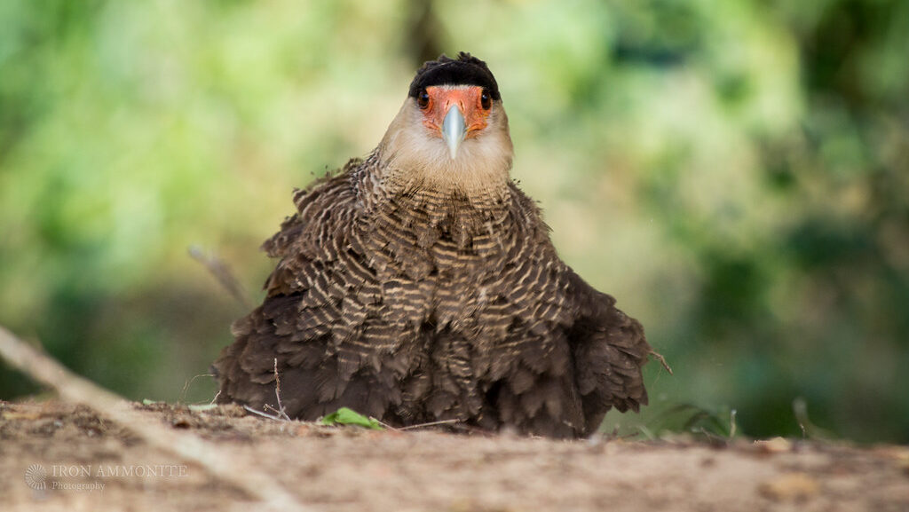 Northern Crested Caracara dust bathing on dry ground