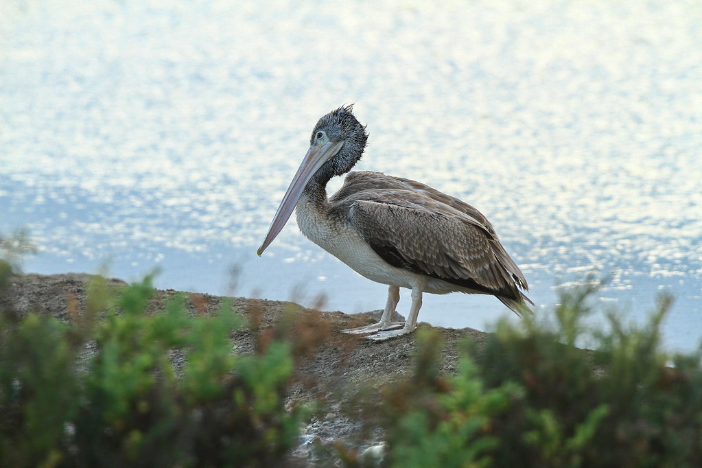 A brown pelican with a long bill stands on a rocky shore beside sparkling water.