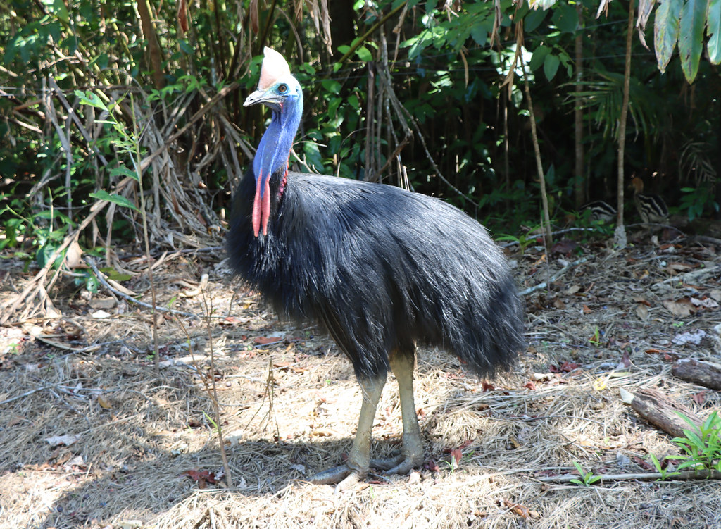 A Southern Cassowary with a prominent casque and colorful neck stands among trees.