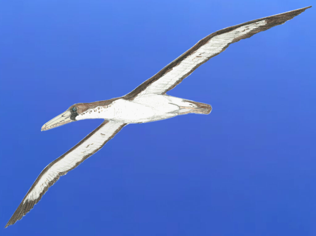 An illustration depicts Pelagornis sandersi in flight with wide, long wings.