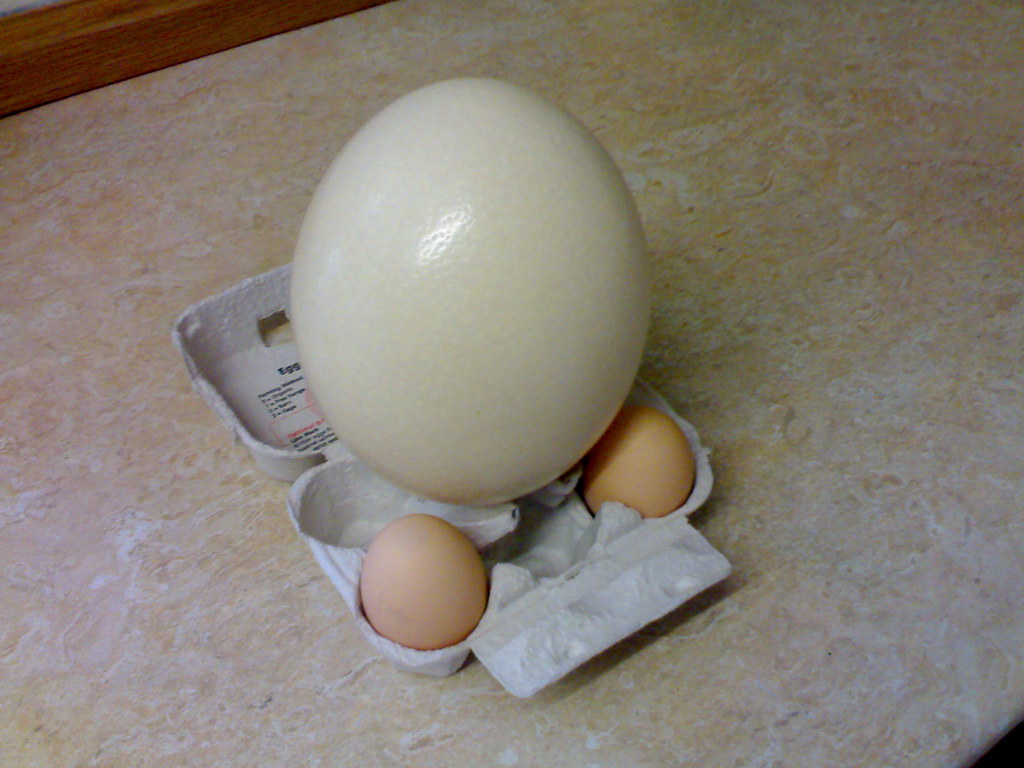 A large ostrich egg stands next to two smaller chicken eggs in an open carton.