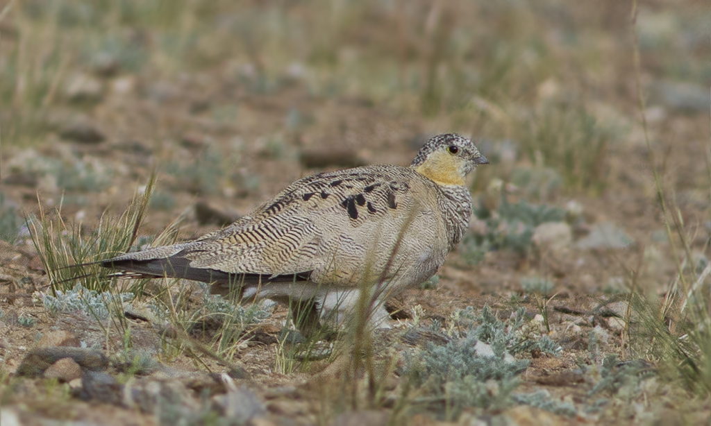 A Tibetan sandgrouse with patterned brown and cream feathers stands among sparse vegetation.