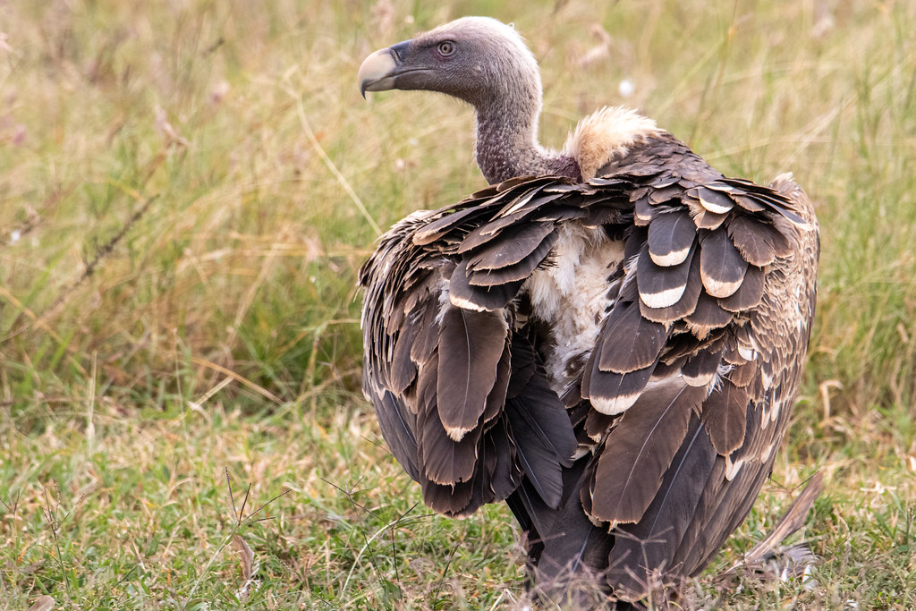 A Rüppell’s Griffon stands in dry grass, showing its patterned brown and white plumage.