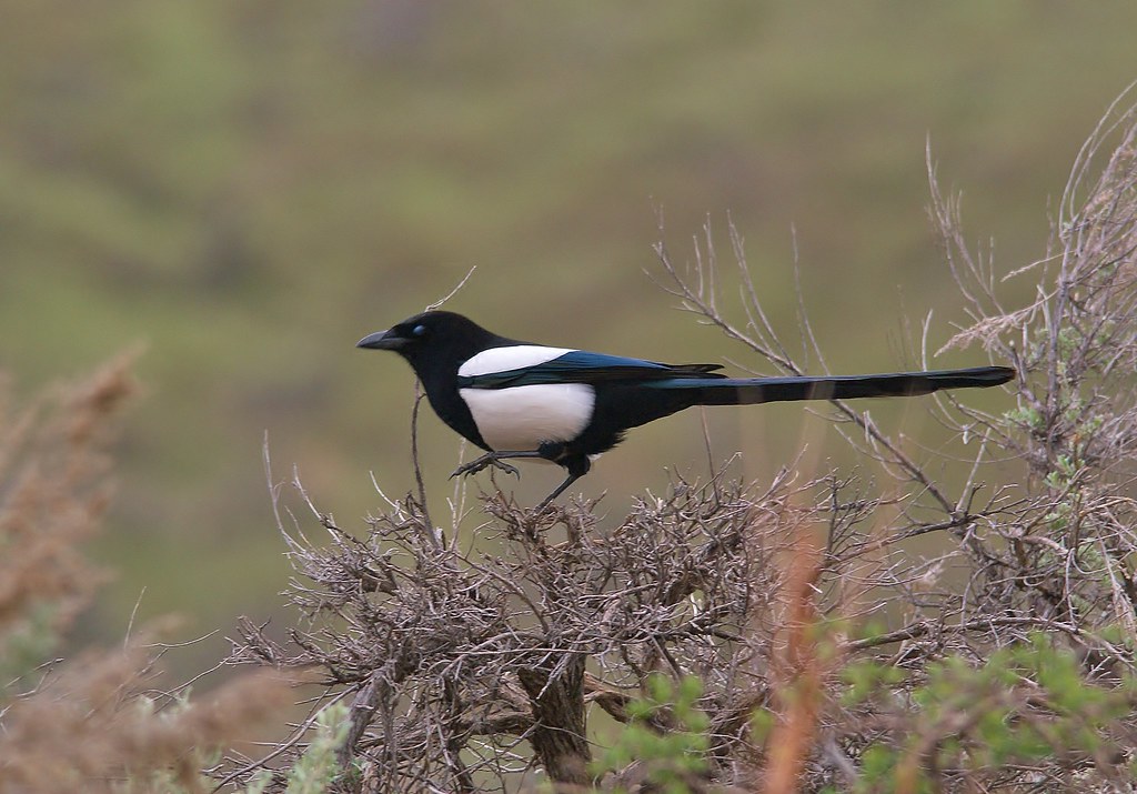 A sleek Eurasian magpie with black and white feathers perches on a dry shrub.