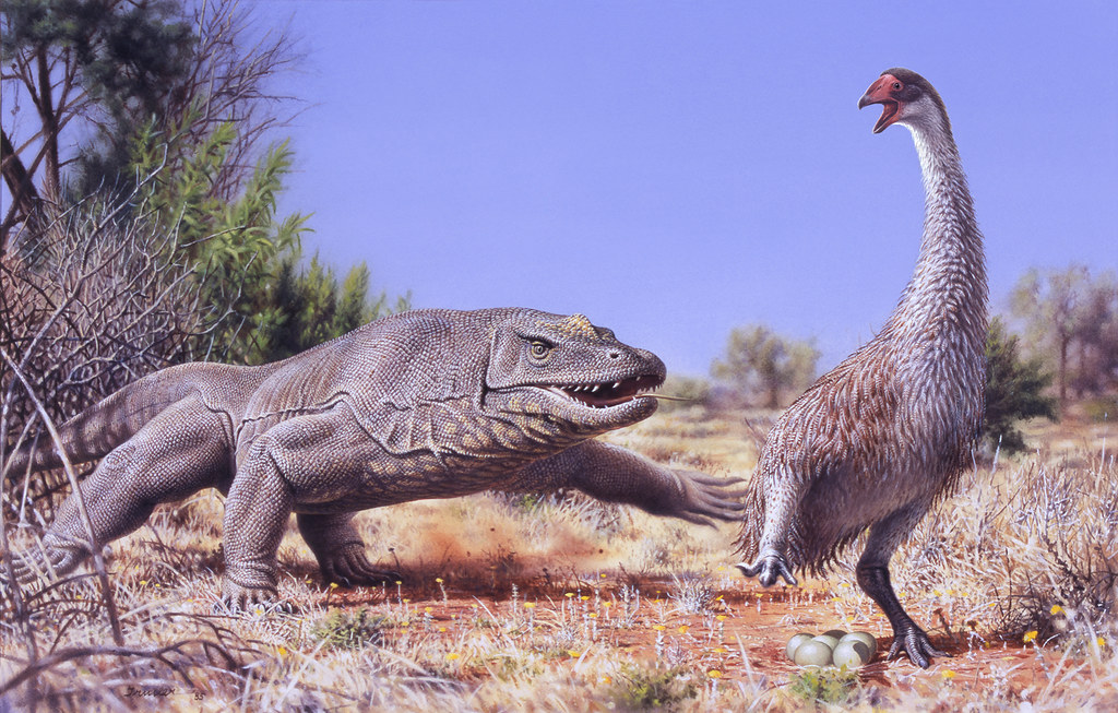 An illustration shows the large lizard Megalania facing an extinct Genyornis bird.
