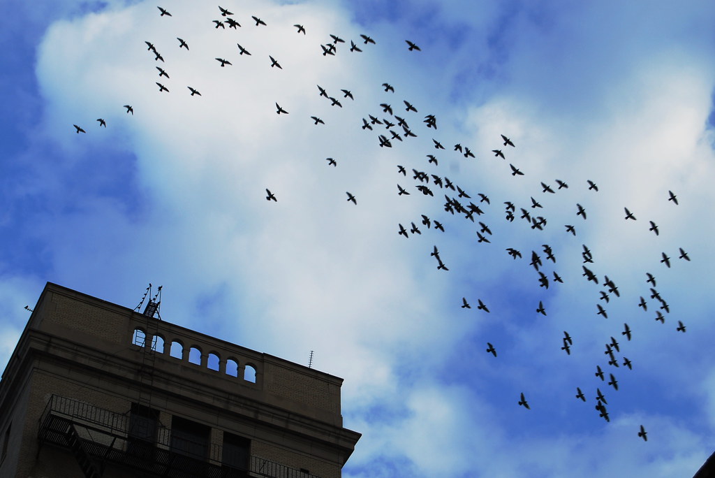 A large flock of birds flies in a scattered pattern above a building.