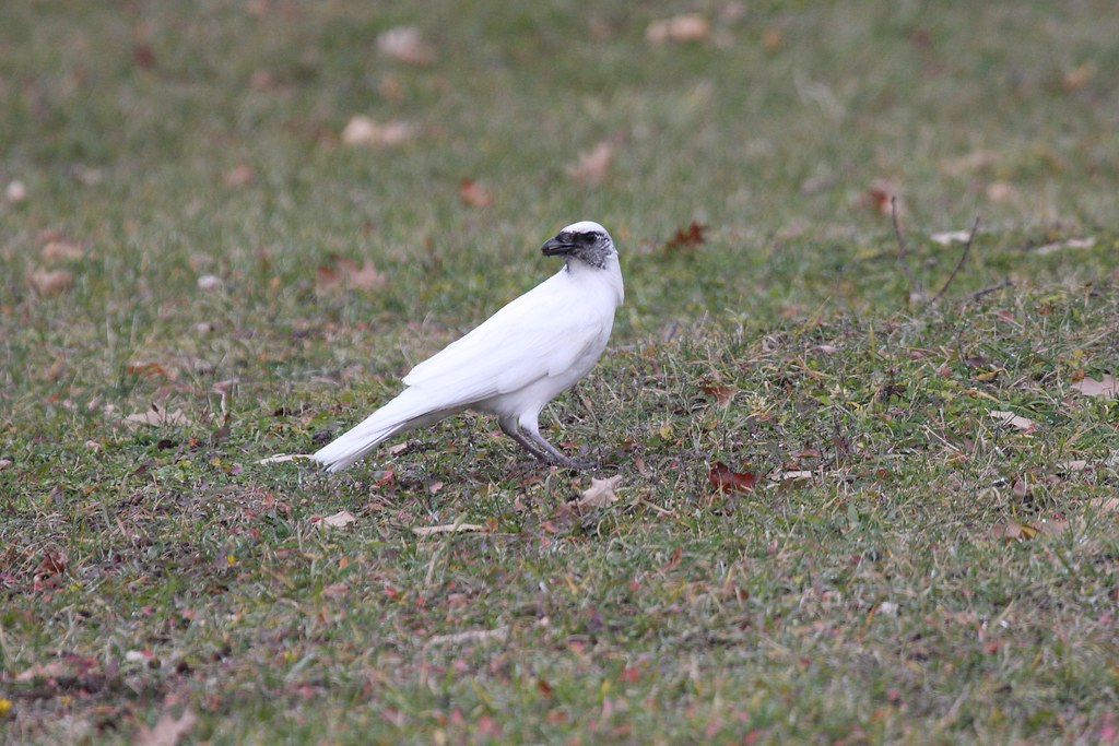 A Leucistic American Crow with a dark head and white body stands on grass.