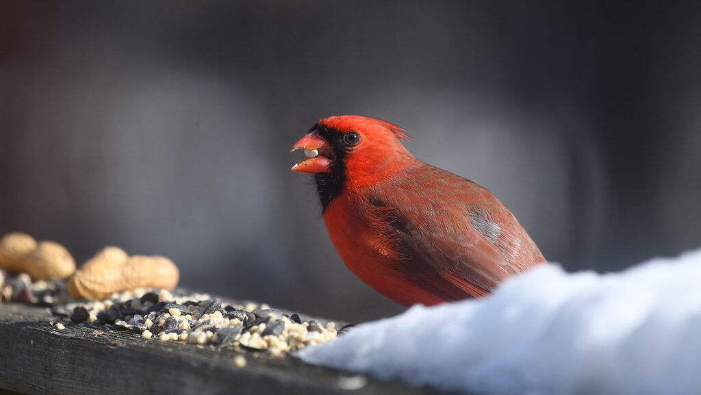 Red cardinal eating seeds on wooden deck handrail in backyard