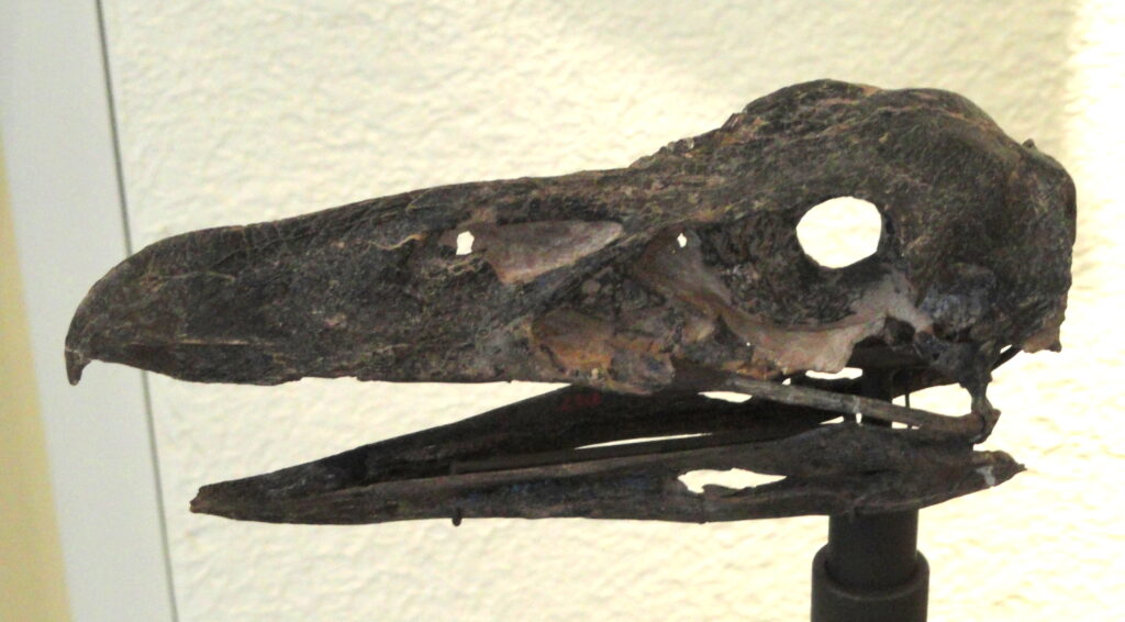 A dark, fossilized Psilopterus australis skull with a long beak is mounted on a display stand.