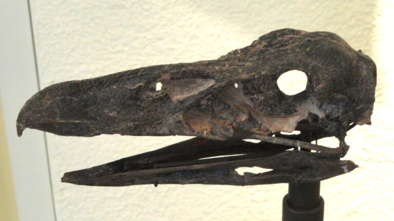A dark, fossilized Psilopterus australis skull with a long beak is mounted on a display stand.