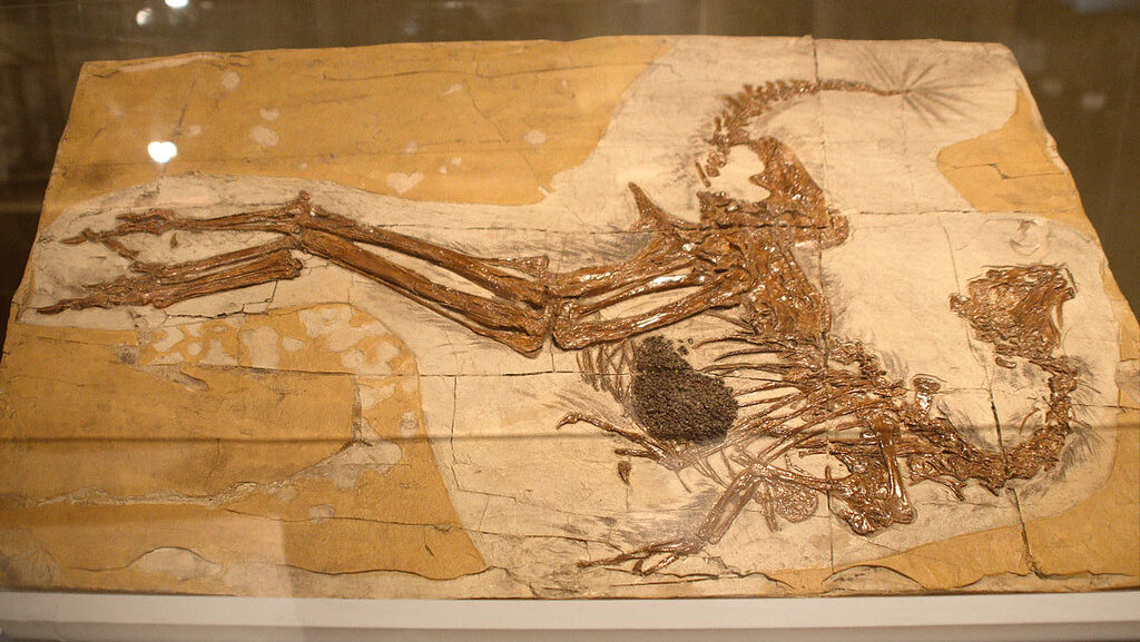 Caudipteryx fossil specimen