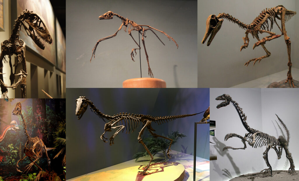 A collage of various bird-like dinosaur skeletons, including Velociraptor and Troodon, displayed in different poses.