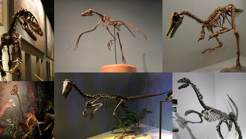 A collage of various bird-like dinosaur skeletons, including Velociraptor and Troodon, displayed in different poses.