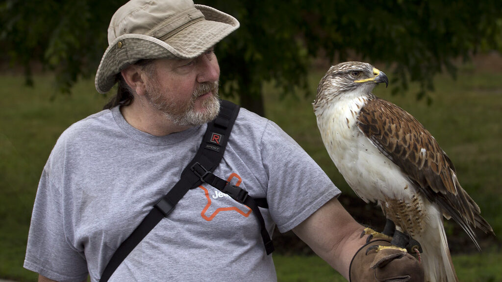Man in falconry gear looking at his bird of prey