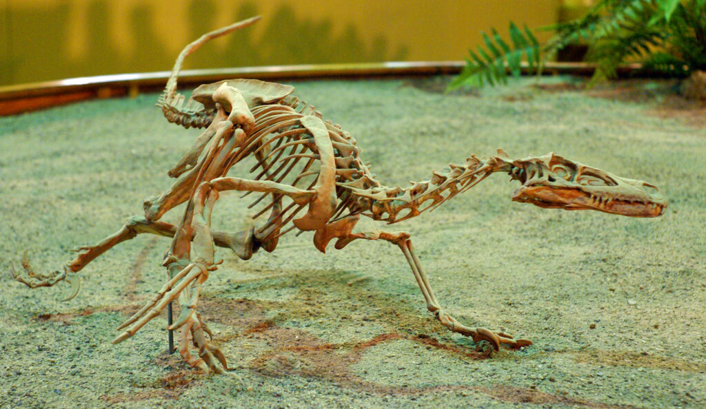 A well-articulated skeleton of Mononykus is displayed, showing its unique, short forelimbs.