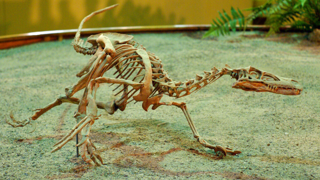 A well-articulated skeleton of Mononykus is displayed, showing its unique, short forelimbs.