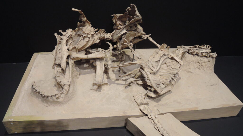 Cast of the “Fighting Dinosaurs” fossil showing Velociraptor locked onto Protoceratops in combat at Nagoya City Science Museum