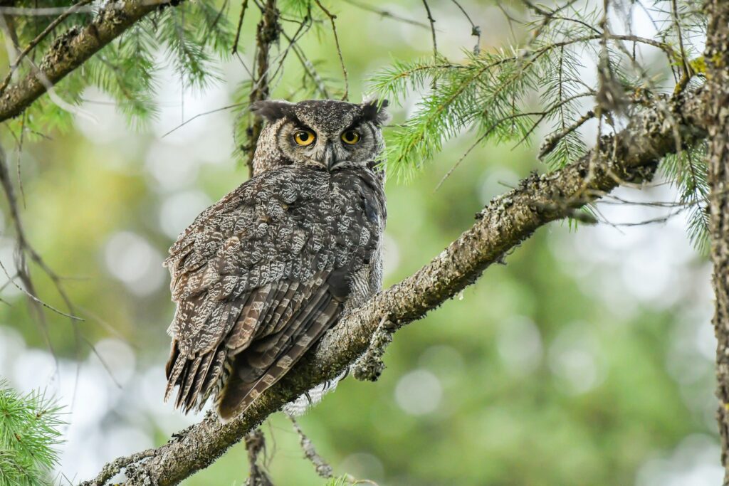 A great horned owl perches on a tree branch, looking directly at the viewer.