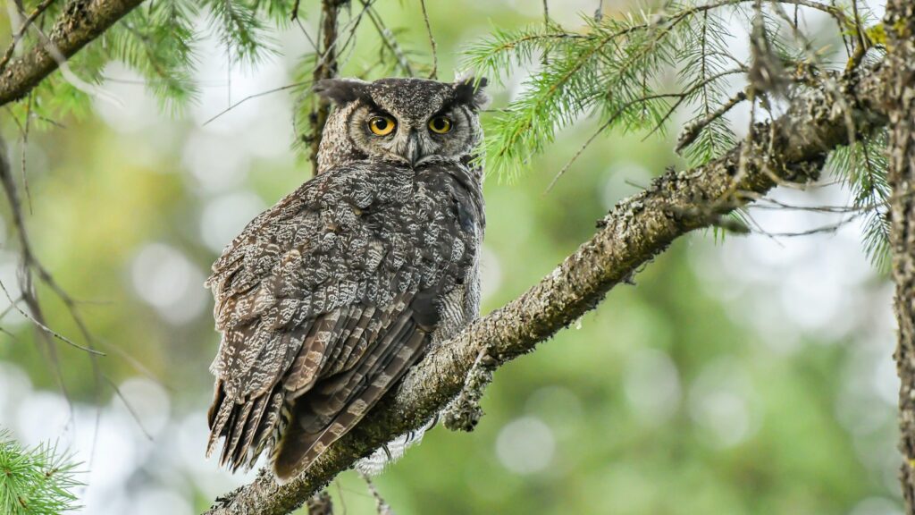 A great horned owl perches on a tree branch, looking directly at the viewer.