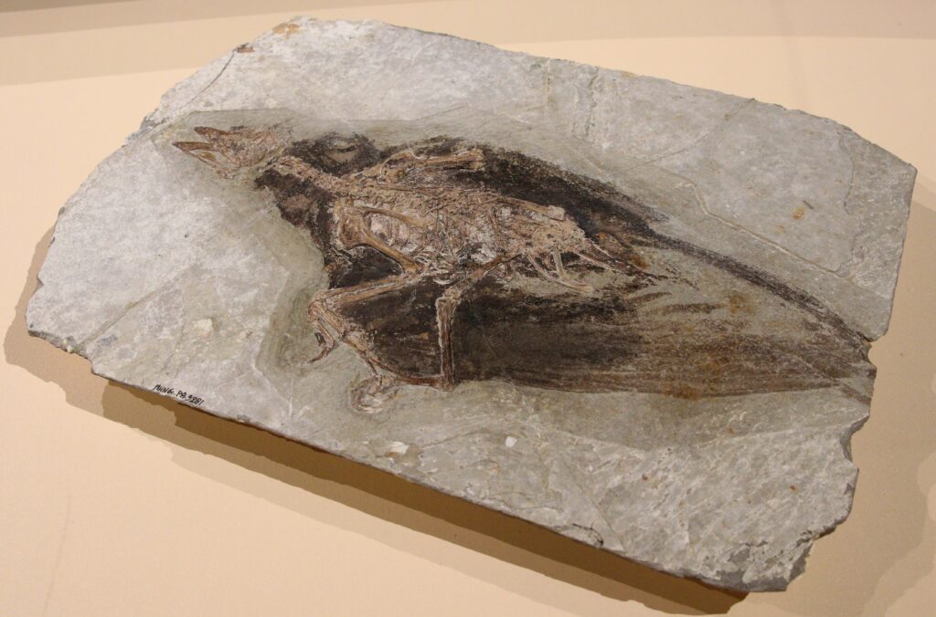 A well-preserved fossil of a Confuciusornis sanctus bird is embedded in a gray stone slab.