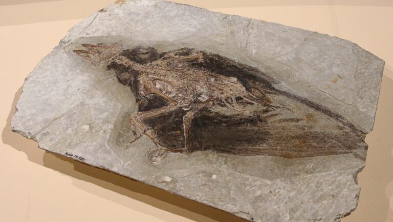 A well-preserved fossil of a Confuciusornis sanctus bird is embedded in a gray stone slab.