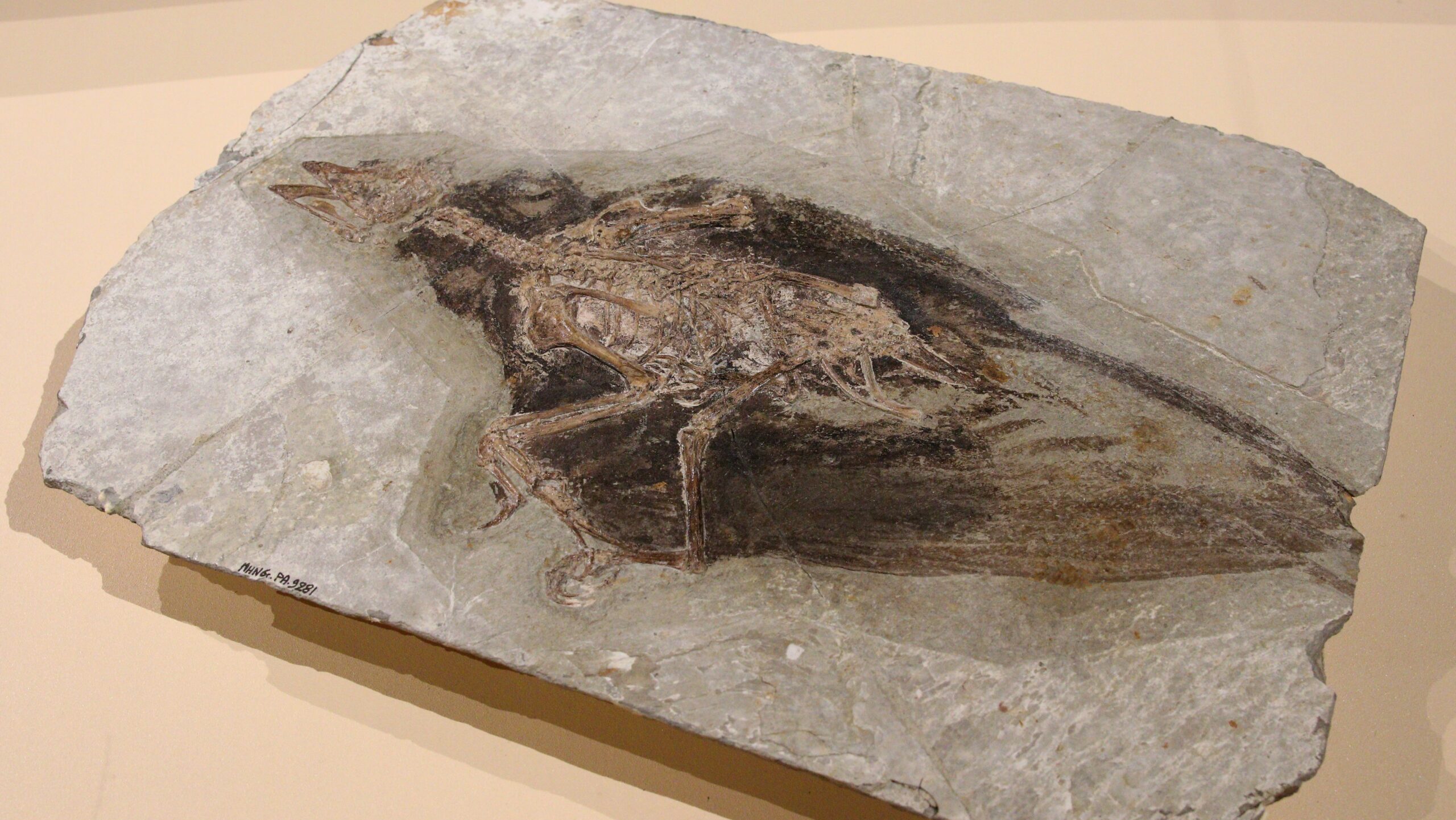 A well-preserved fossil of a Confuciusornis sanctus bird is embedded in a gray stone slab.