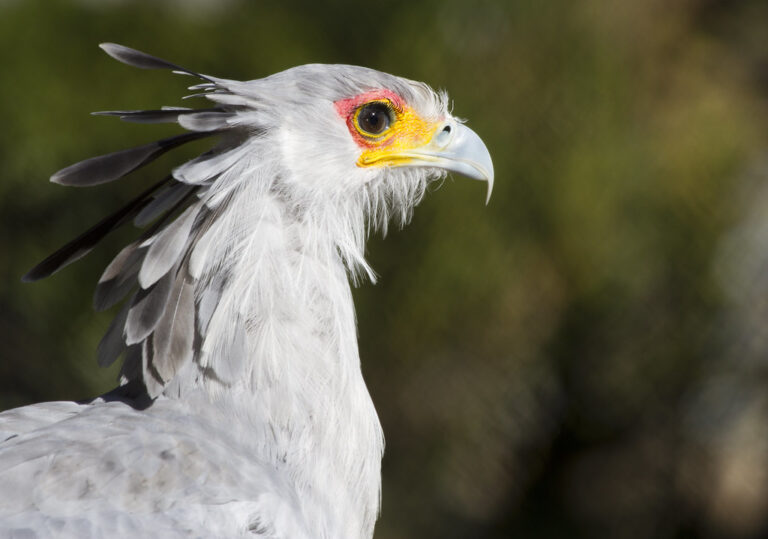 A close-up of a Secretarybird's head shows its grey plumage and distinctive crest.