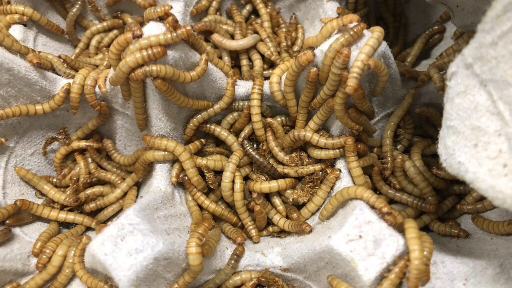 Fresh mealworms resting on top of a recycled egg tray