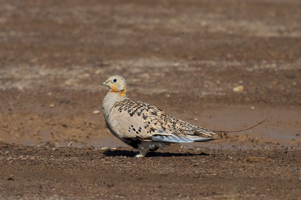 A Pallas's sandgrouse with speckled plumage and a short tail stands on muddy ground.
