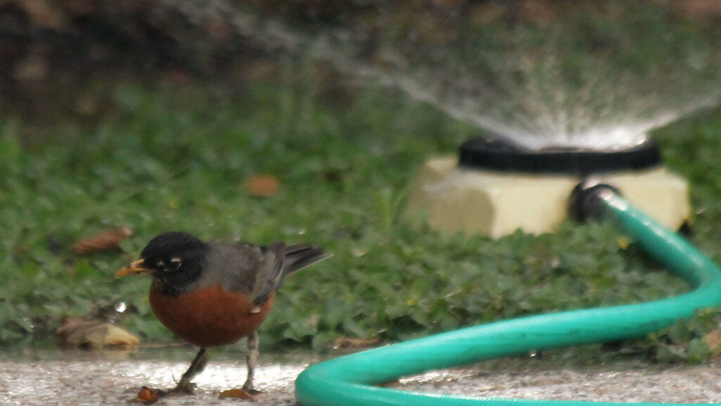 American Robin standing near a garden hose attached to a sprinkler in a backyard