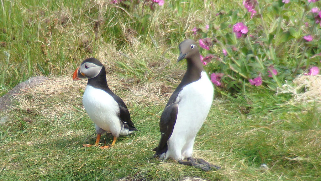 Common Murre and Atlantic Puffin standing together on a grassy field