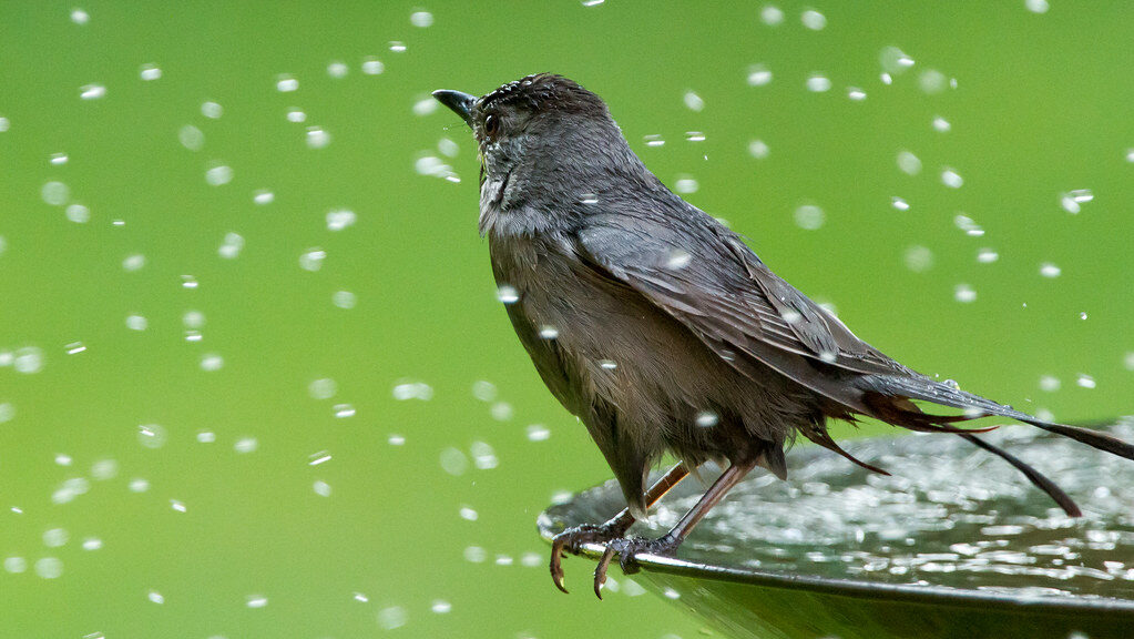 Wet blackbird standing on a fountain as sprinkler sprays water nearby
