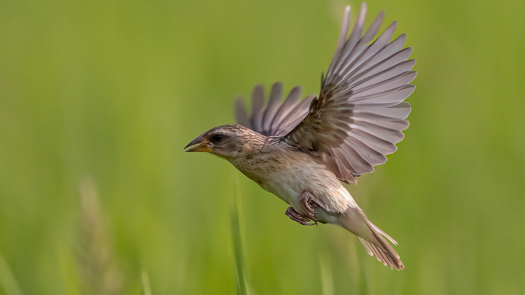 Baya weaver in mid-flight above lush green paddy field
