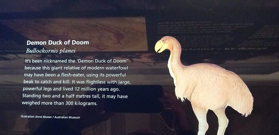Museum information panel about Bullockornis planei, known as the Demon Duck of Doom