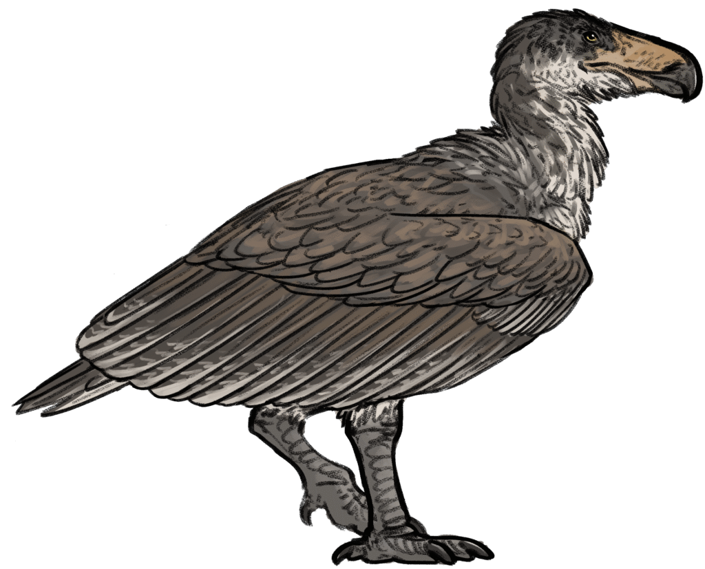 An illustration depicts the massive prehistoric bird Argentavis magnificens with a large beak.