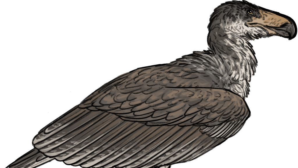 An illustration depicts the massive prehistoric bird Argentavis magnificens with a large beak.