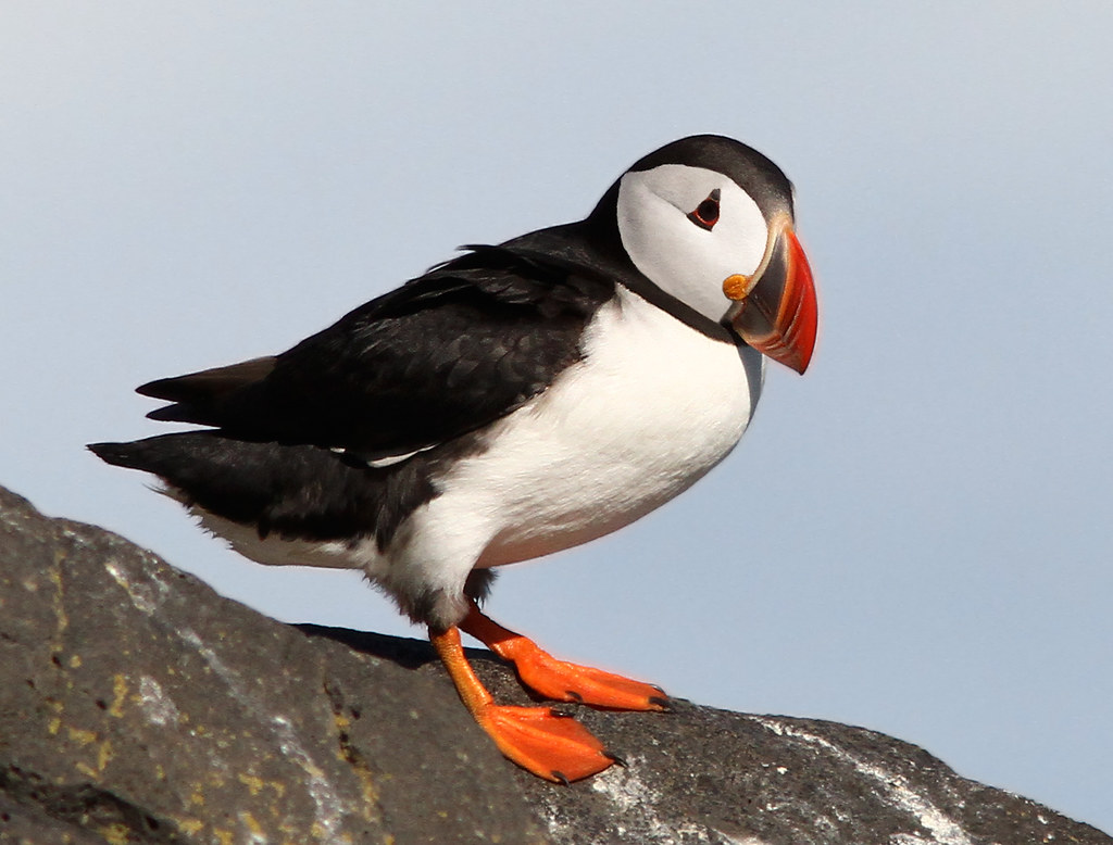 An Atlantic Puffin with a colorful beak and orange feet stands on a dark rock.