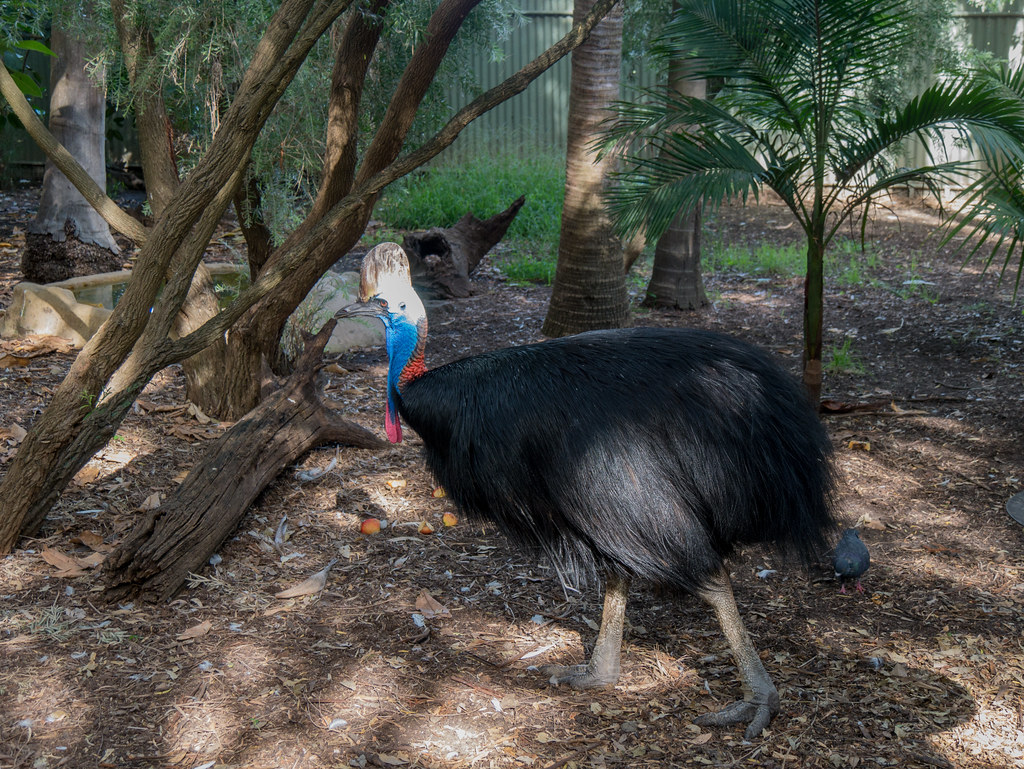 A Southern Cassowary with a casque and colorful neck forages on a leafy ground.