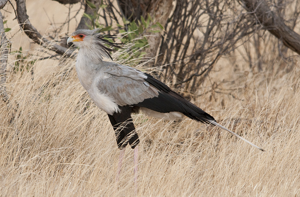 A Secretary Bird stands in dry grass, displaying its grey and black plumage and crest.