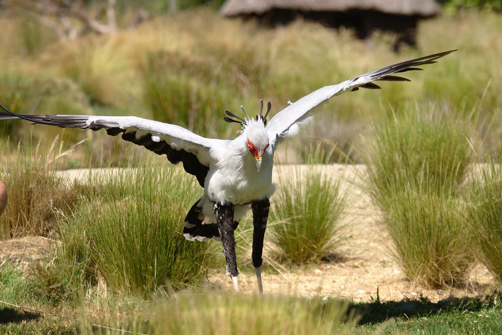 A Secretarybird spreads its wings, poised to land or take flight in a grassy area.