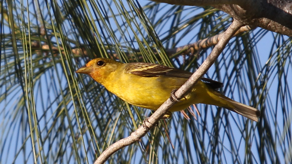 A female Western Tanager with yellow-orange plumage perches on a pine branch.