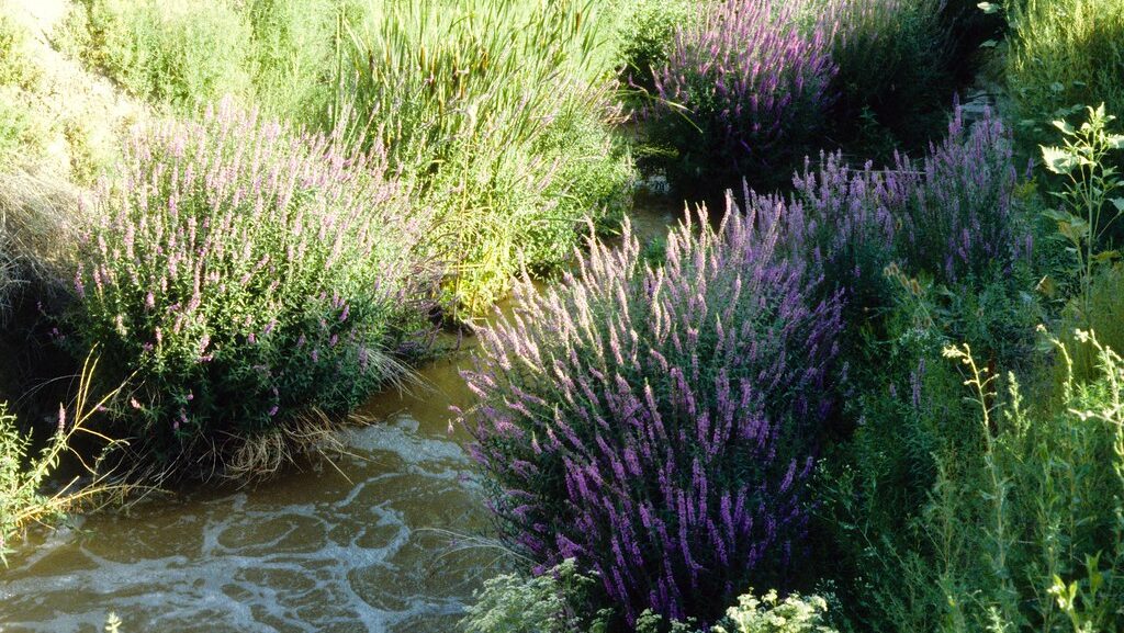 Dense growth of purple loosestrife spreading along a creek