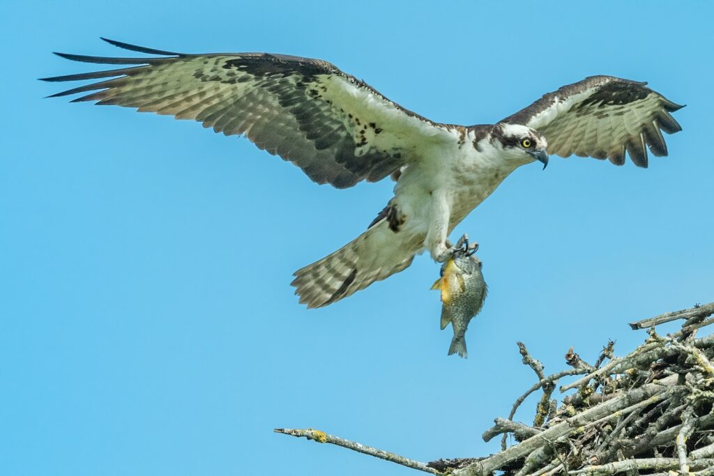 An Osprey flies near a nest, carrying a fish in its talons, under a blue sky.