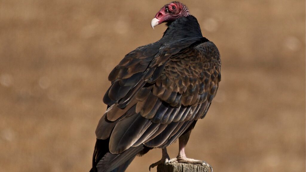 A dark-feathered Turkey Vulture with a wrinkled red head stands on a wooden post.