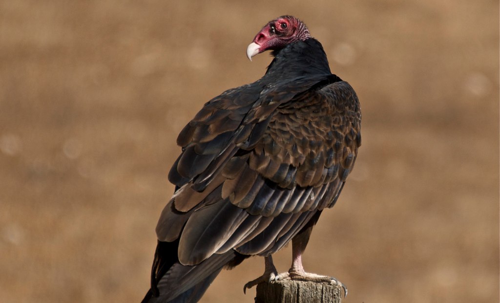 A dark-feathered Turkey Vulture with a wrinkled red head stands on a wooden post.