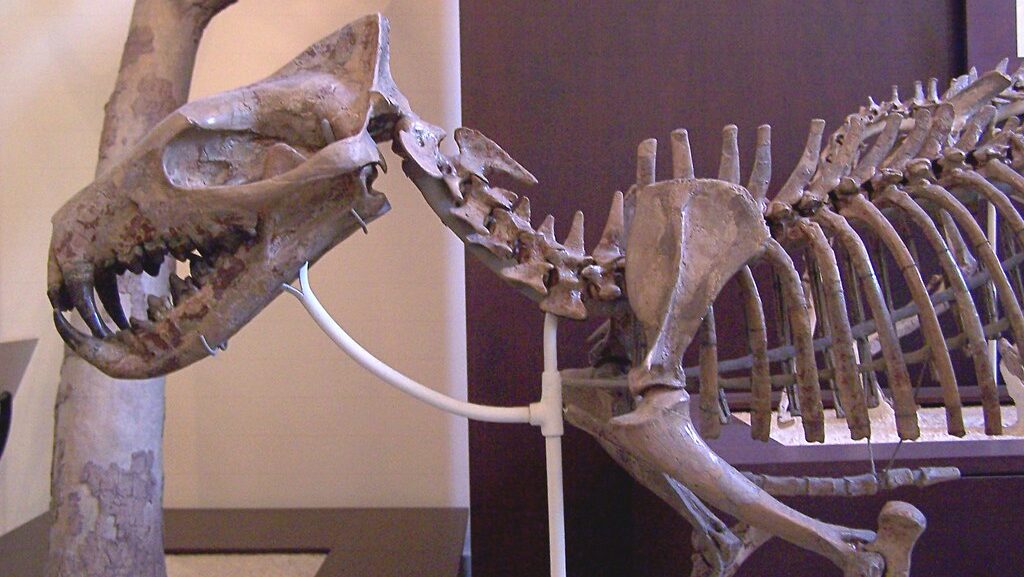 Skeletal model of a creodont displayed at a museum